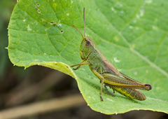 Pseudochorthippus parallelus