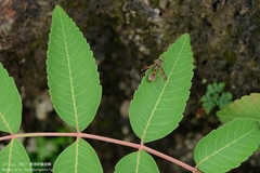 Ropalidia hongkongensis