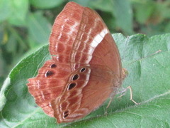Abisara