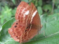 Abisara