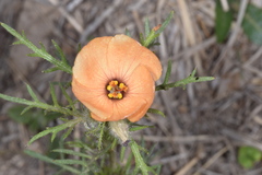 Turnera sidoides