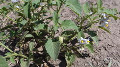 Solanum tweedianum