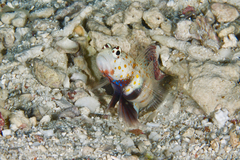 Amblyeleotris guttata