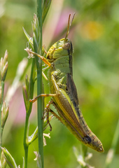 Pseudochorthippus parallelus