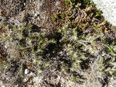 Sabulina nuttallii