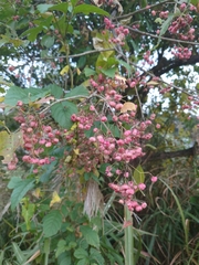 Euonymus hamiltonianus sieboldianus