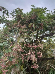 Euonymus hamiltonianus sieboldianus