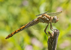 Orthetrum brunneum