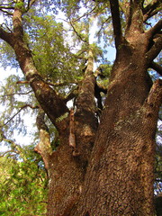 Quercus durifolia