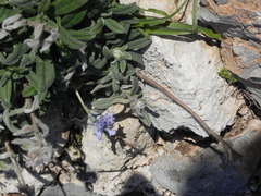 Bellevalia hyacinthoides