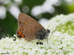 Satyrium liparops