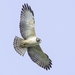 Short-tailed Hawk - Photo (c) Patricia Tiller, some rights reserved (CC BY-NC), uploaded by Patricia Tiller