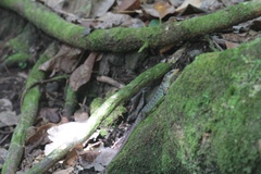 Emoia samoensis