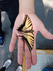 Papilio multicaudata multicaudata