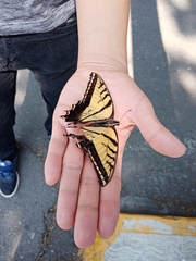 Papilio multicaudata multicaudata