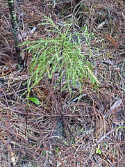 Lepidothamnus intermedius