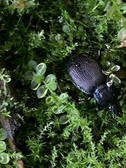 Sphaeroderus