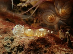 Ancylomenes magnificus