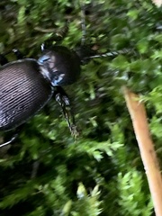 Sphaeroderus