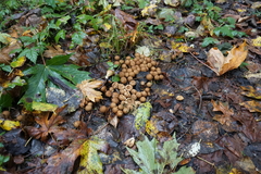 Apioperdon pyriforme