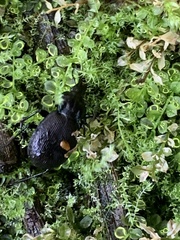 Sphaeroderus