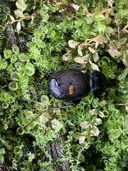 Sphaeroderus