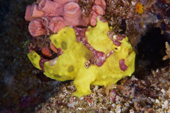 Antennarius maculatus