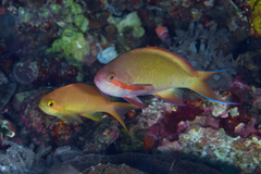 Pseudanthias huchtii