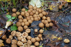 Apioperdon pyriforme