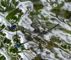 Prodasineura laidlawii