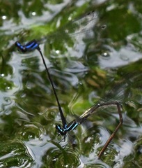 Prodasineura laidlawii