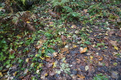 Apioperdon pyriforme