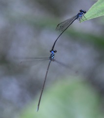 Prodasineura laidlawii