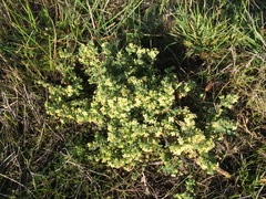 Pimelea spinescens spinescens