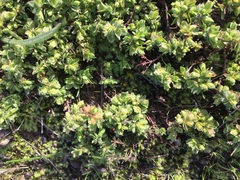 Pimelea spinescens spinescens