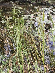 Dulichium arundinaceum