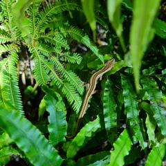Toropuku inexpectatus