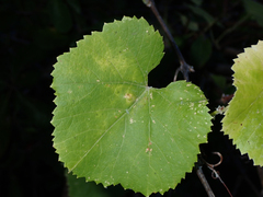 Calepitrimerus vitis