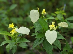 Mussaendeae