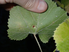 Calepitrimerus vitis