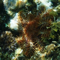 Acanthaster