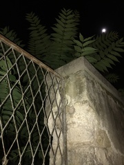 Ailanthus altissima