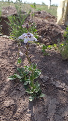 Pitraea cuneato-ovata