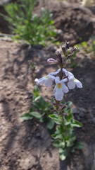 Pitraea cuneato-ovata