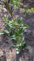 Pitraea cuneato-ovata