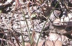 Diporiphora australis