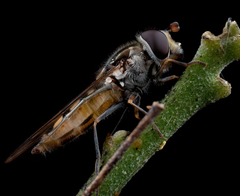 Simosyrphus grandicornis