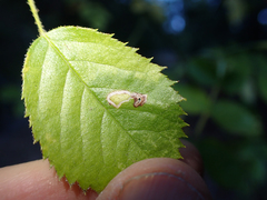 Stigmella anomalella