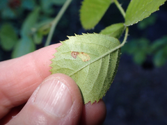 Stigmella anomalella