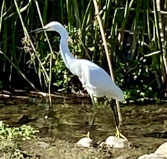 Egretta thula